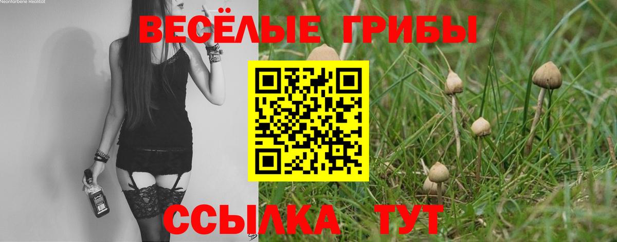Галлюциногенные грибы Psilocybine cubensis Шадринск